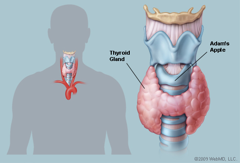 Thyroid Therapy | Oregon Natural Medicine | Portland, OR