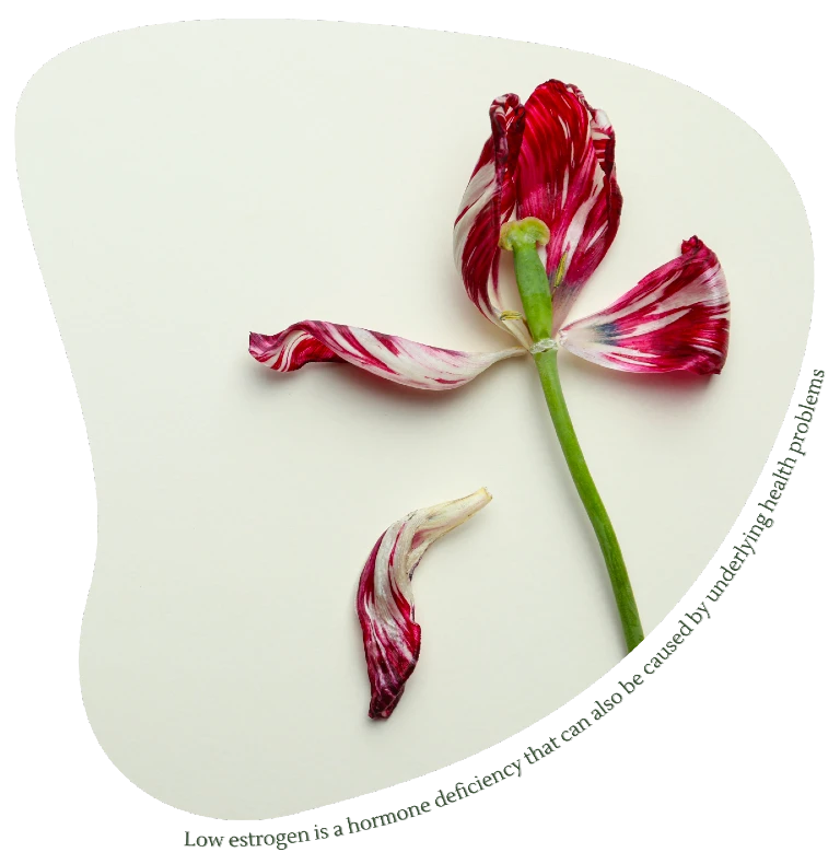 Estrogen Replacement Therapy